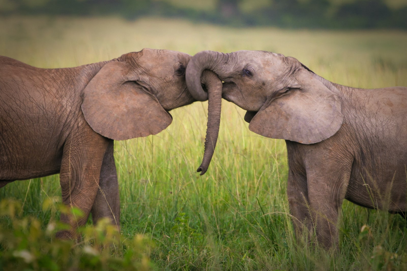 Tierisch verliebte Elefanten