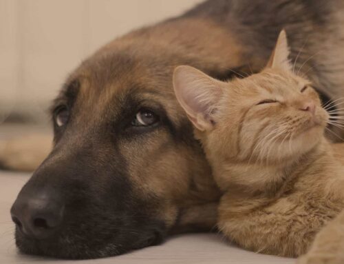 Von Tieren lernen: Was wir über Gefühle und Bindung wissen
